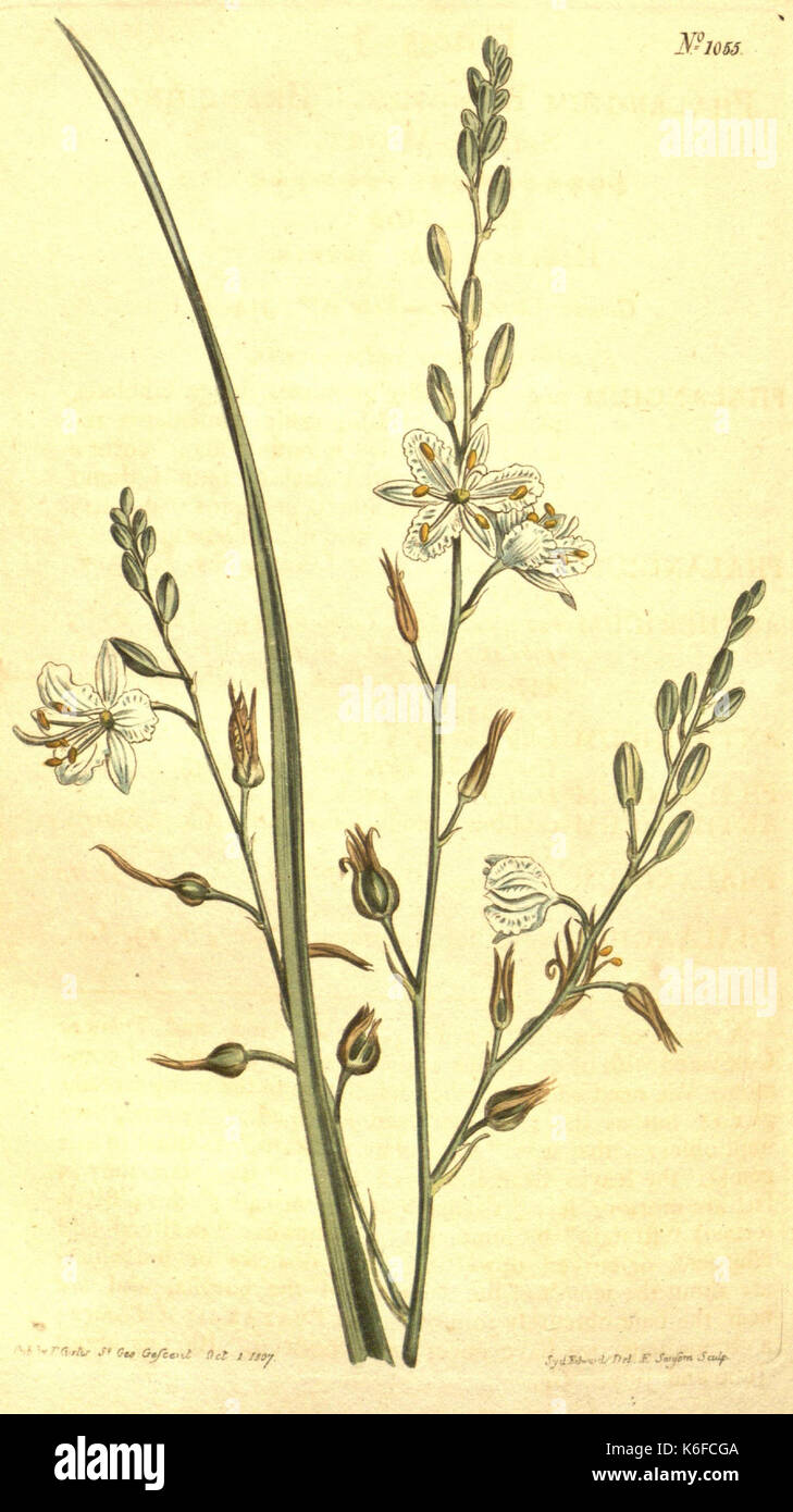 Curtis's botanical magazine (10596274706) Stock Photo