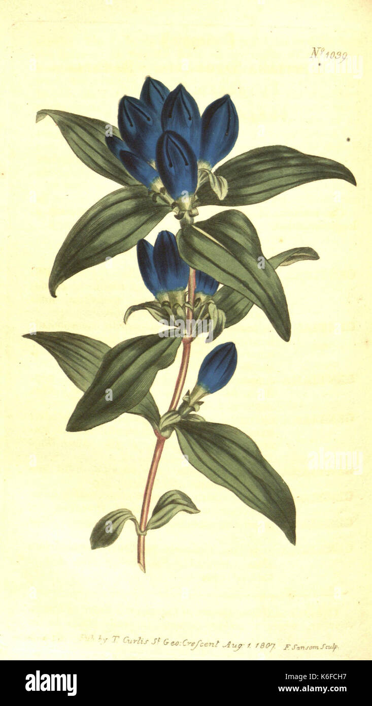 Rare botanical illustrations hi-res stock photography and images - Alamy
