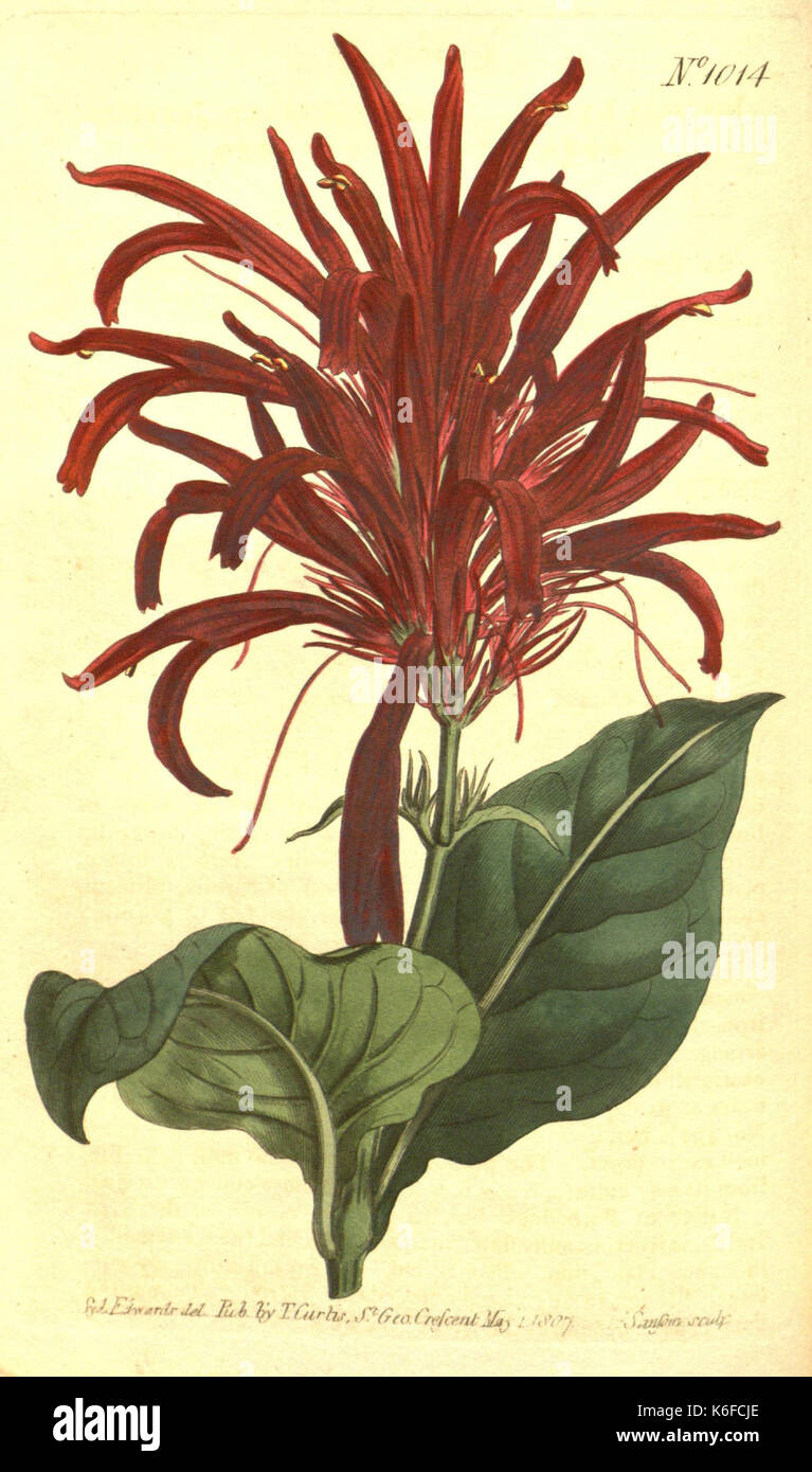 19th century botanical study hi-res stock photography and images - Alamy