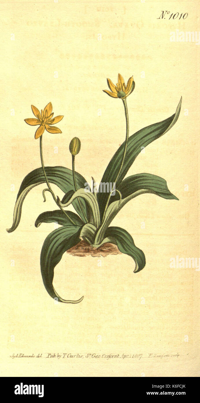 Botanical descriptions hi-res stock photography and images - Alamy