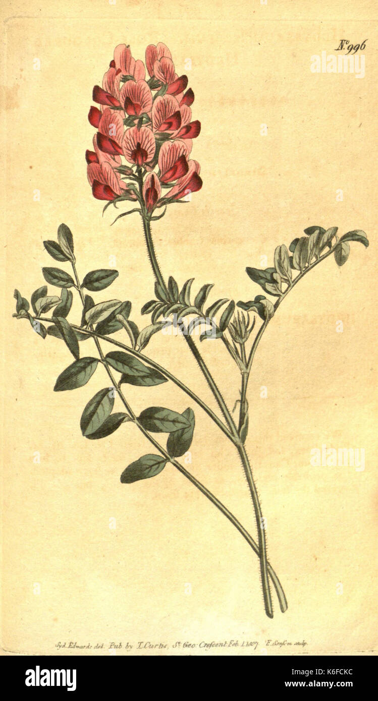 Curtis's botanical magazine (10596304453) Stock Photo