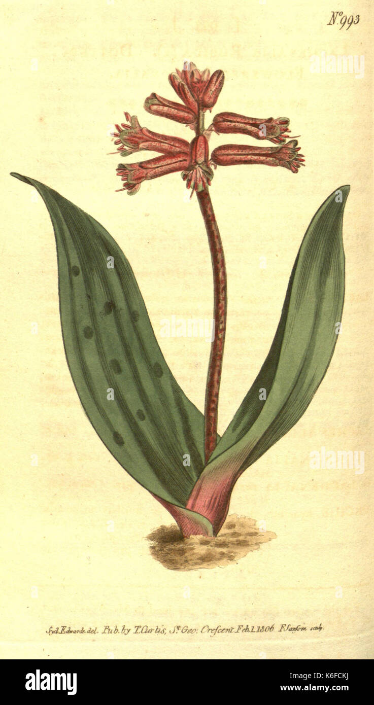 Curtis's botanical magazine (10596042796) Stock Photo