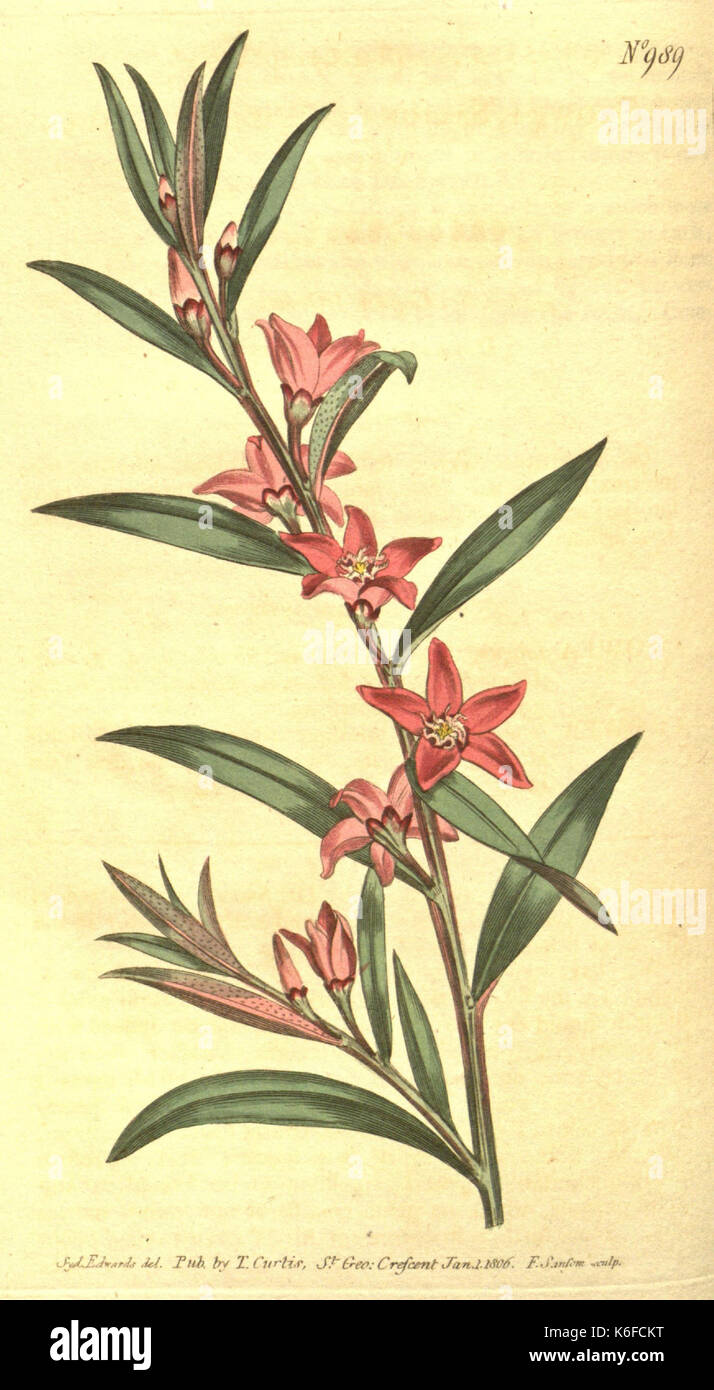 Curtis's botanical magazine (10596229513) Stock Photo