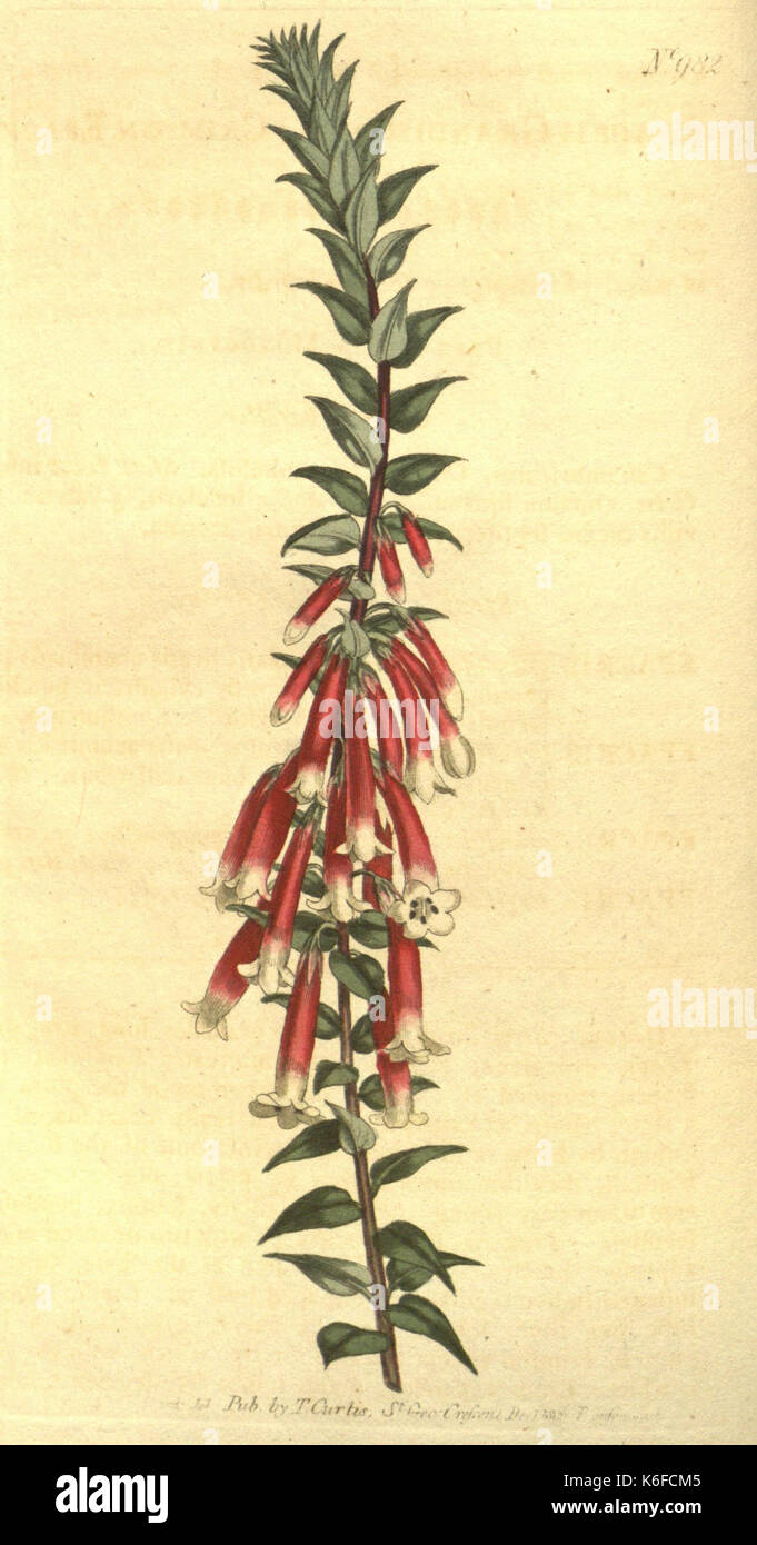 Curtis's botanical magazine (10595753696) Stock Photo