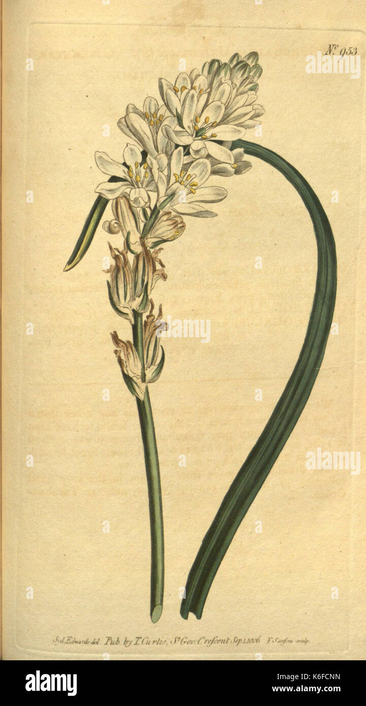 Curtis's botanical magazine (10594590086) Stock Photo
