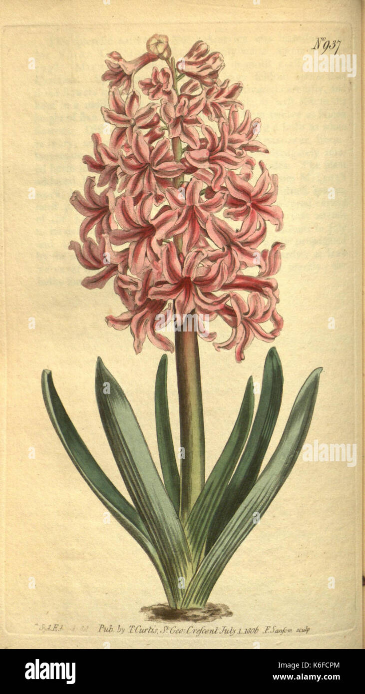 Curtis's botanical magazine (10594749593) Stock Photo