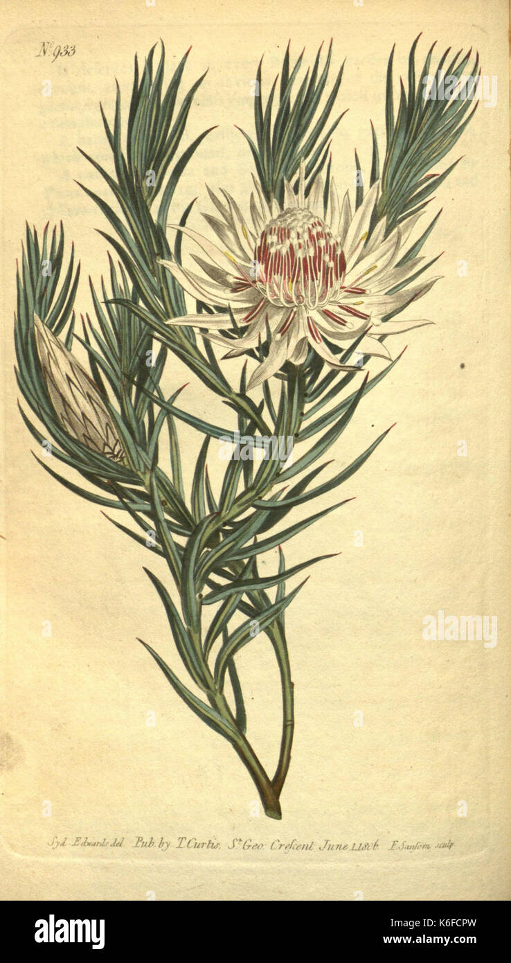 Curtis's botanical magazine (10594486336) Stock Photo