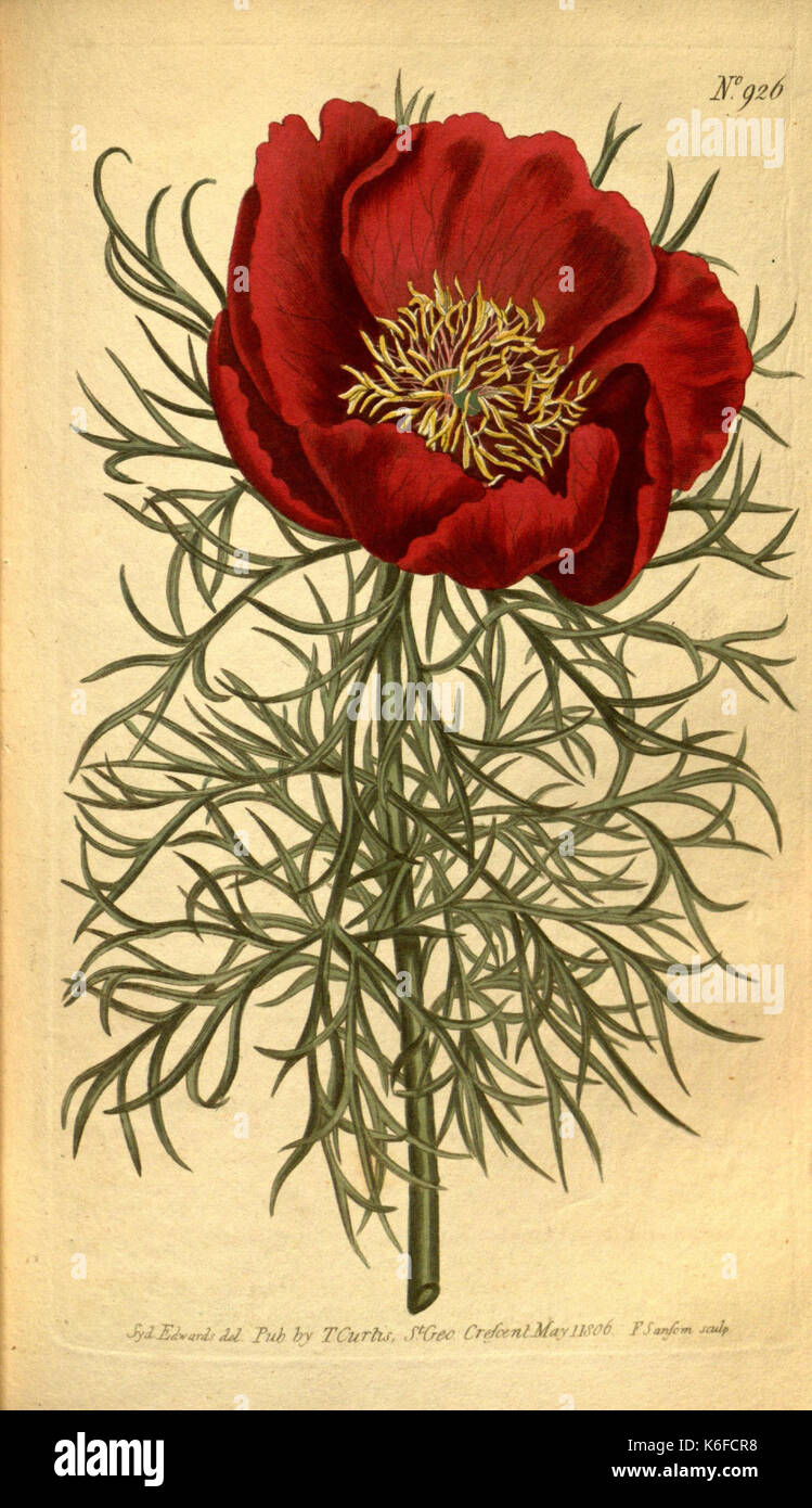Curtis's botanical magazine (10594453236) Stock Photo