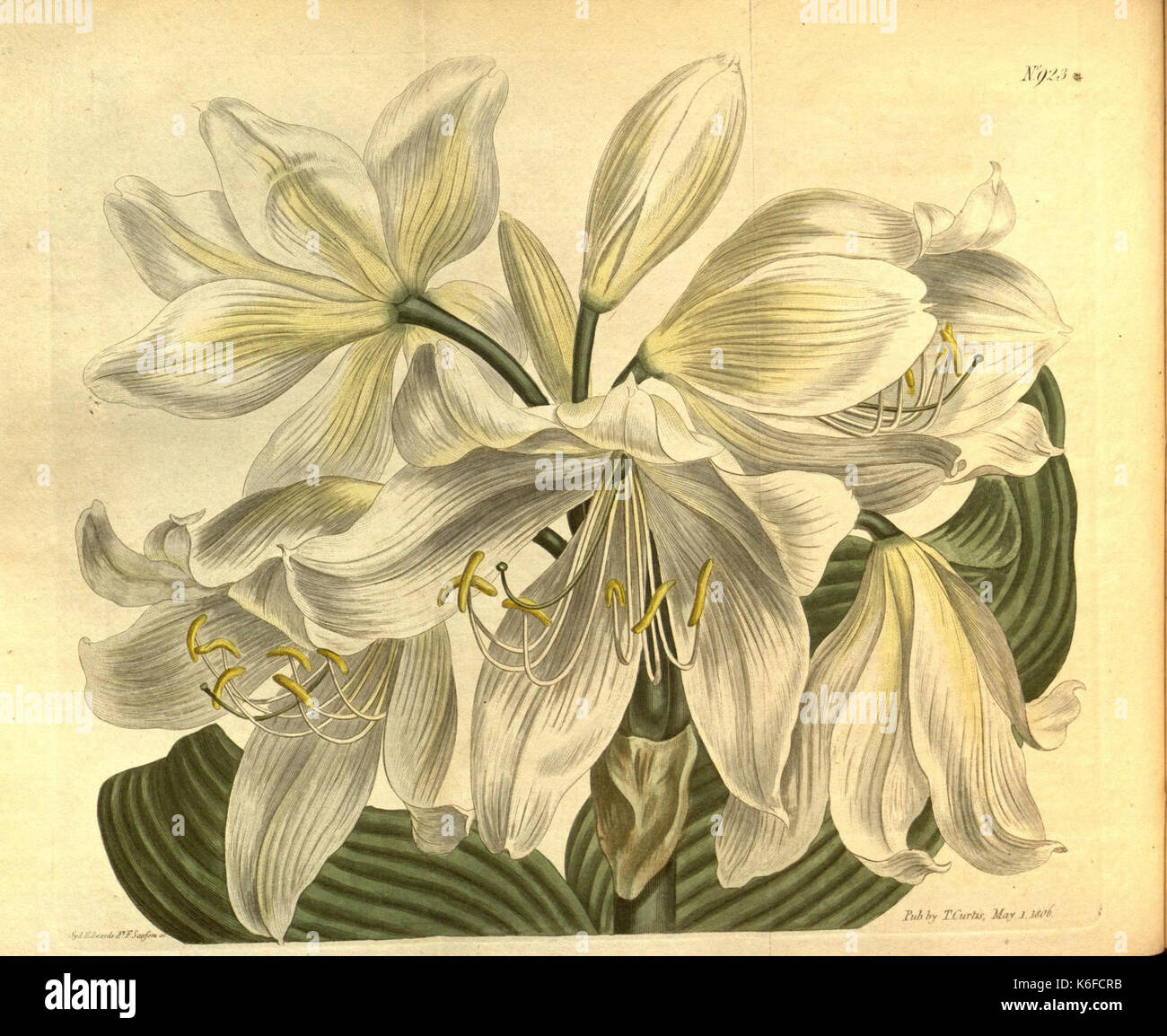 Botanical textbooks hi-res stock photography and images - Alamy
