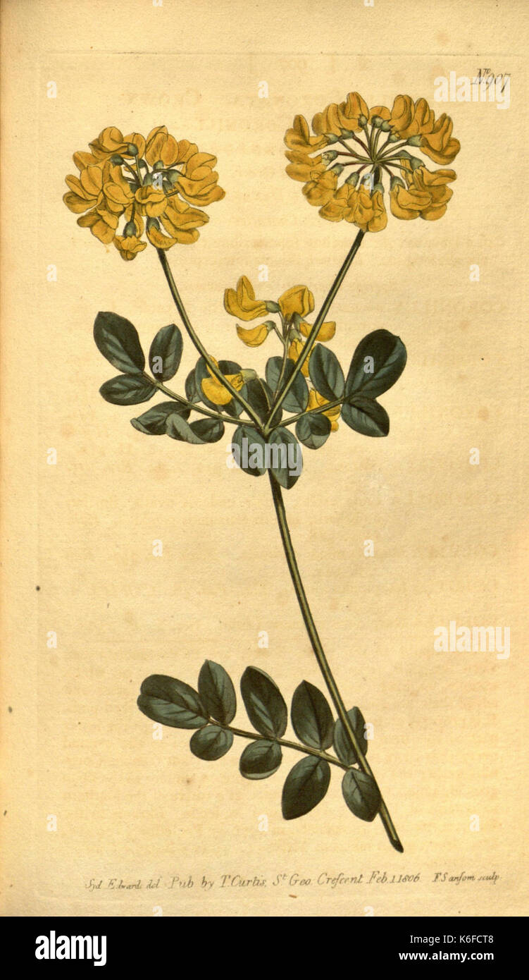 Curtis's botanical magazine (10594380534) Stock Photo