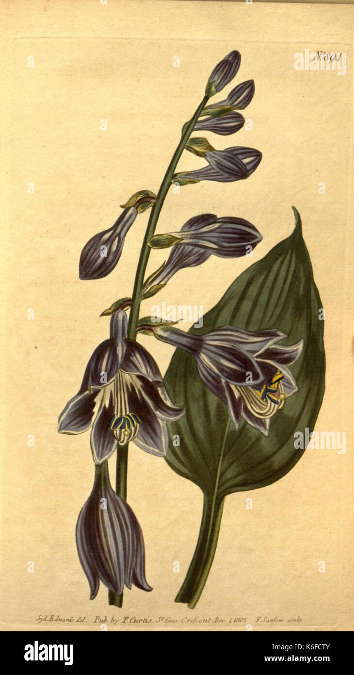 Curtis's botanical magazine (10594289015) Stock Photo