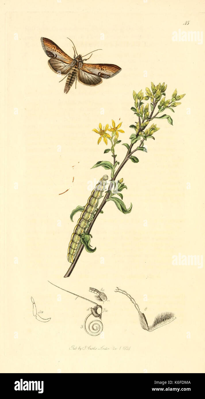 British insect illustration hi-res stock photography and images - Alamy