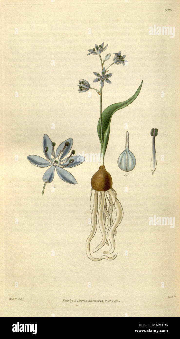 Vintage botanical studies hi-res stock photography and images - Alamy