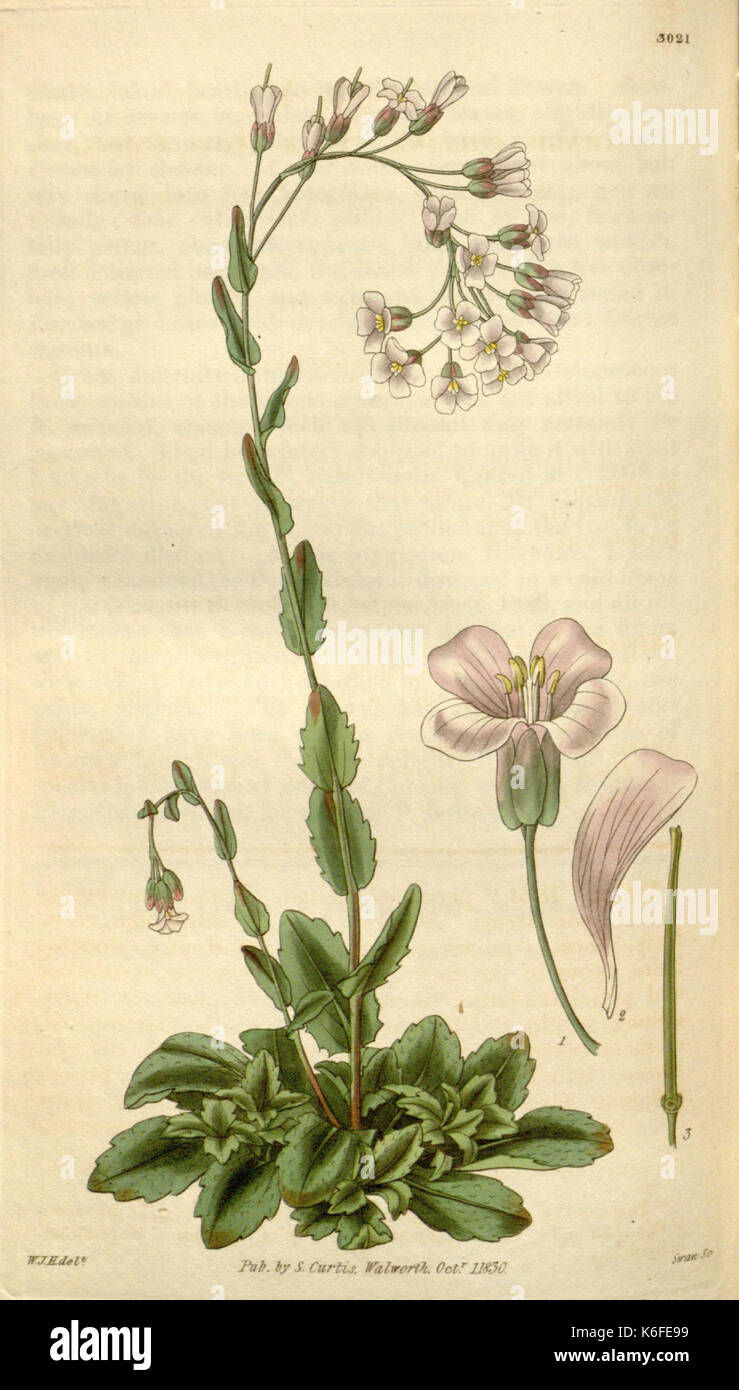 Curtis's botanical magazine (8294334968) Stock Photo