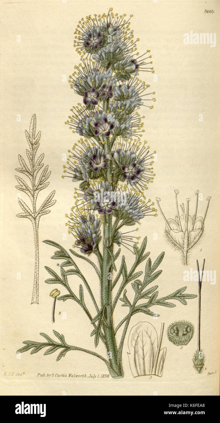 Curtis’s botanical magazine cover hi-res stock photography and images ...