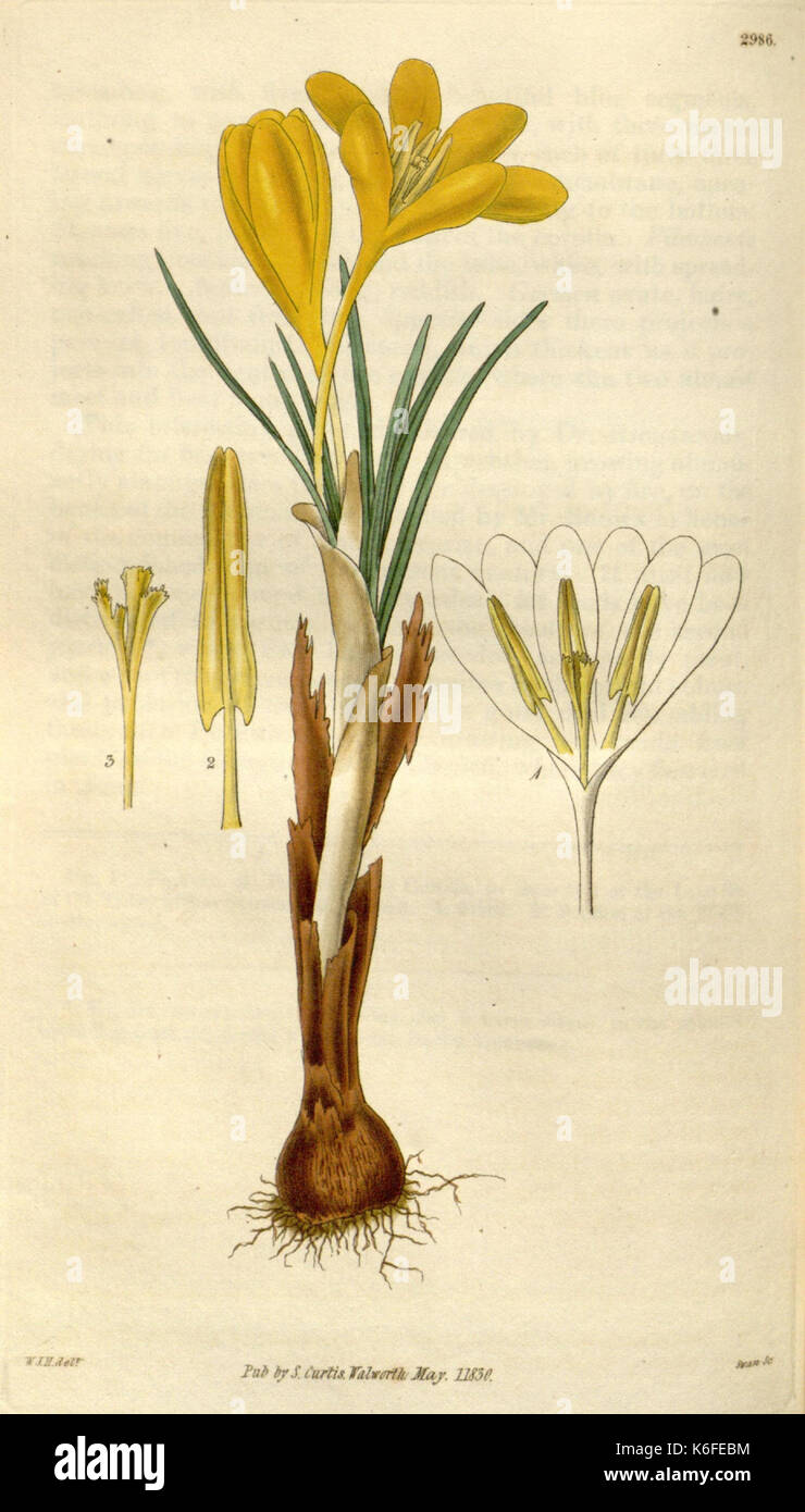 19th century botanical magazine hi-res stock photography and images - Alamy