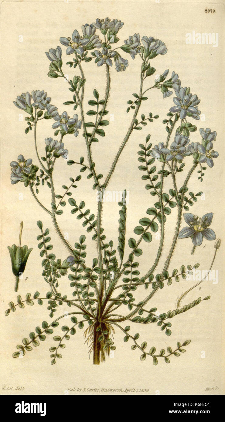 Antique botanical drawings hi-res stock photography and images - Alamy