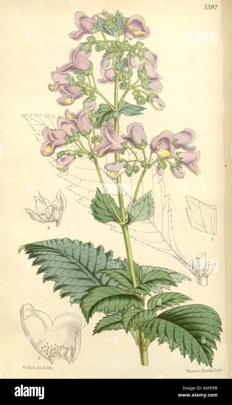Curtis's botanical magazine (8271576891) Stock Photo