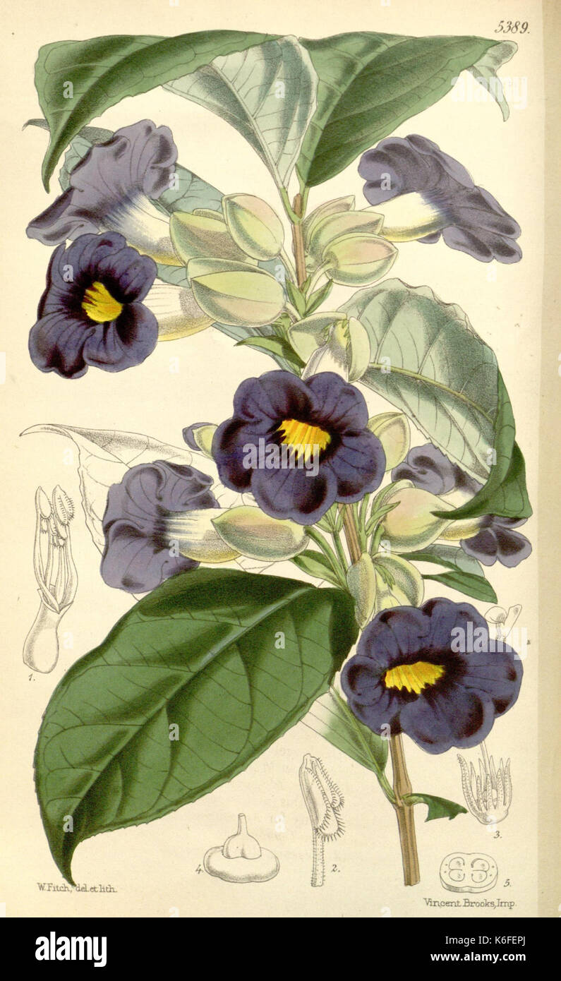 Curtis's botanical magazine (8272641608) Stock Photo