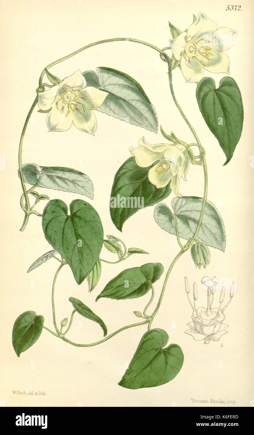 Curtis's botanical magazine (8272610278) Stock Photo