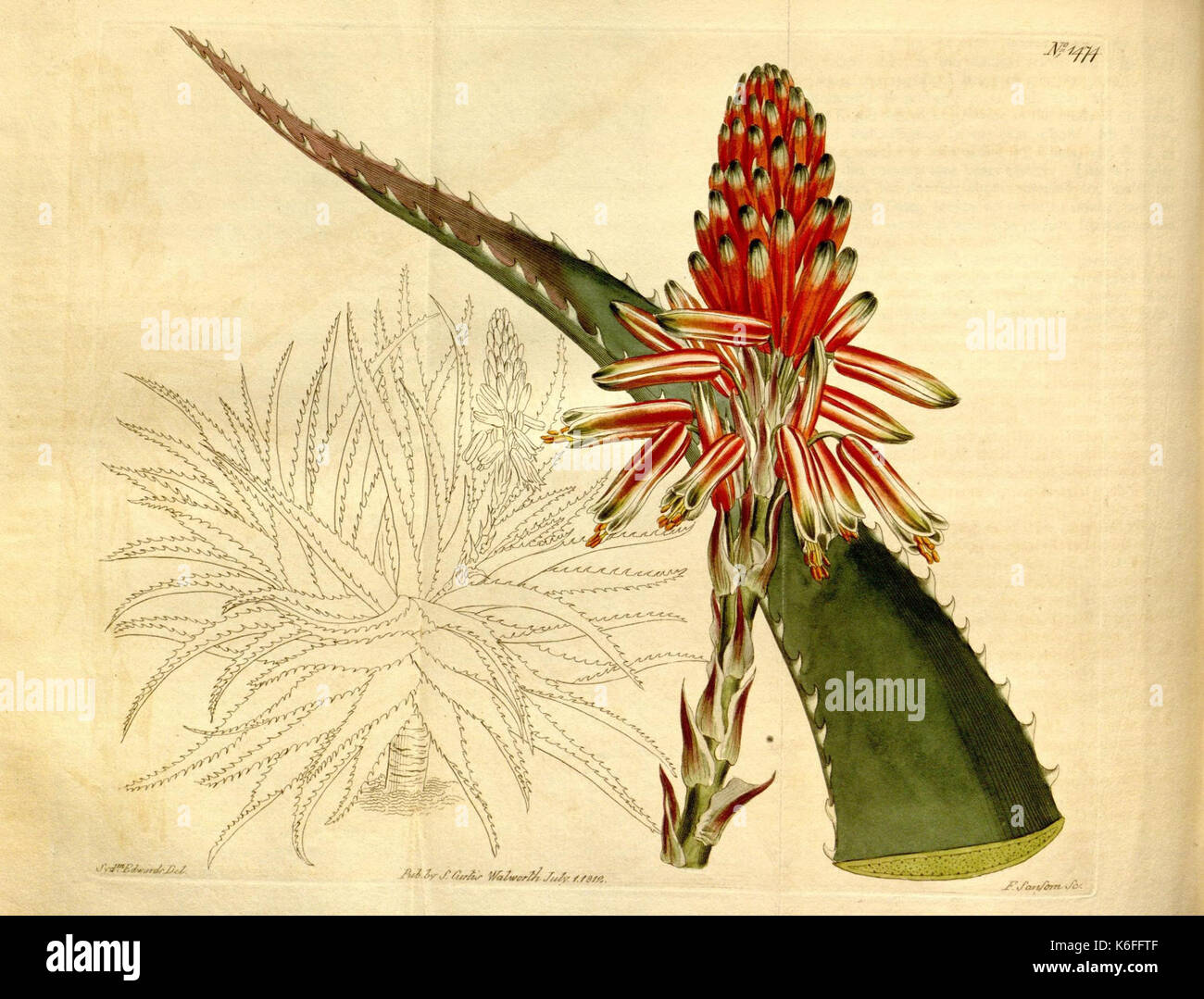 Curtis's botanical magazine (Plate 1474) (8248016624) Stock Photo