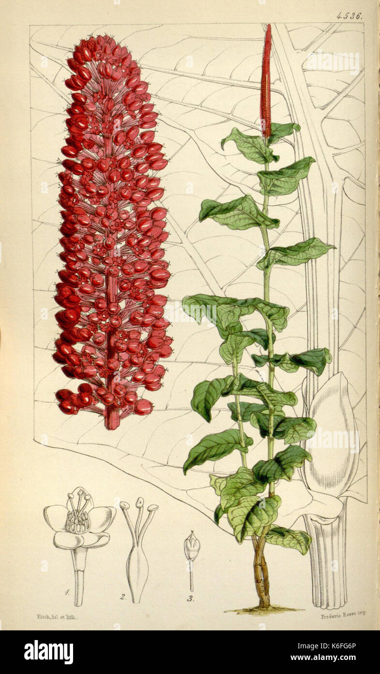Botanical study features hi-res stock photography and images - Alamy