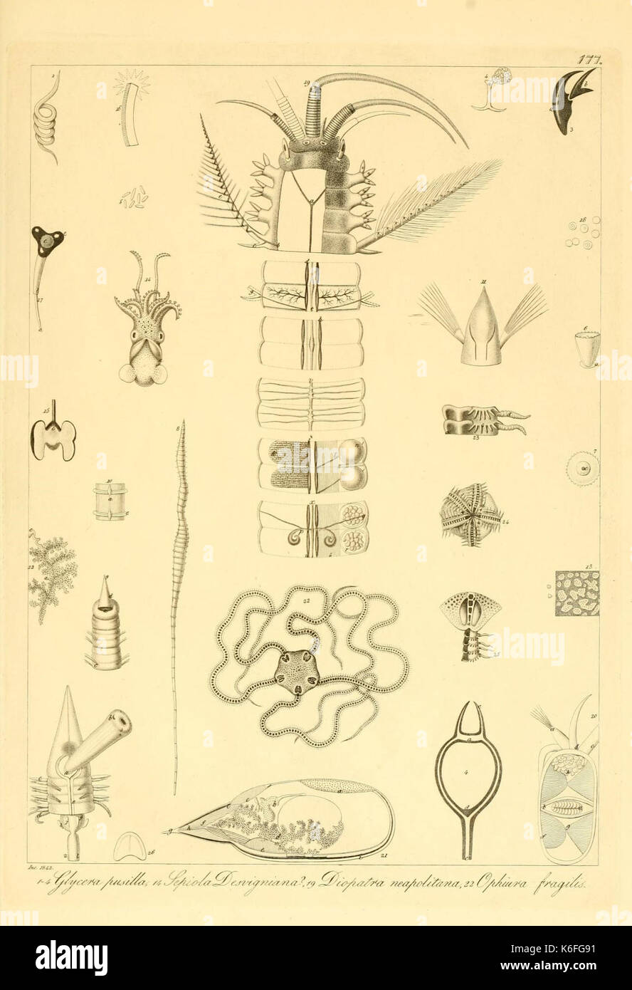 Descrizione e notomia degli animali invertebrati della Sicilia citeriore (Plate 177) (9349061133) Stock Photo