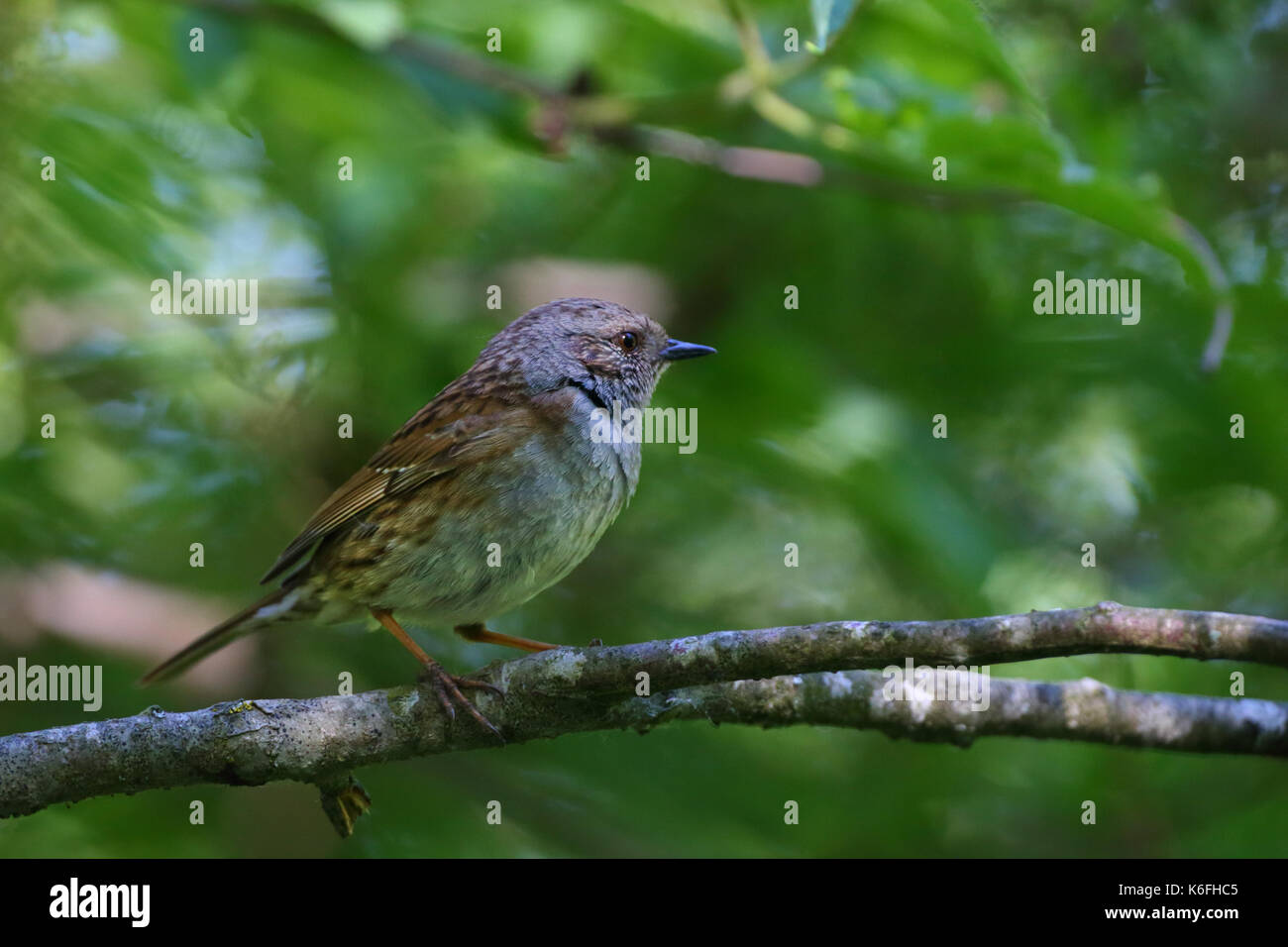 Dunnock, Prunella modularis (Prunelidae), adult male perched on branch. Europe Stock Photo
