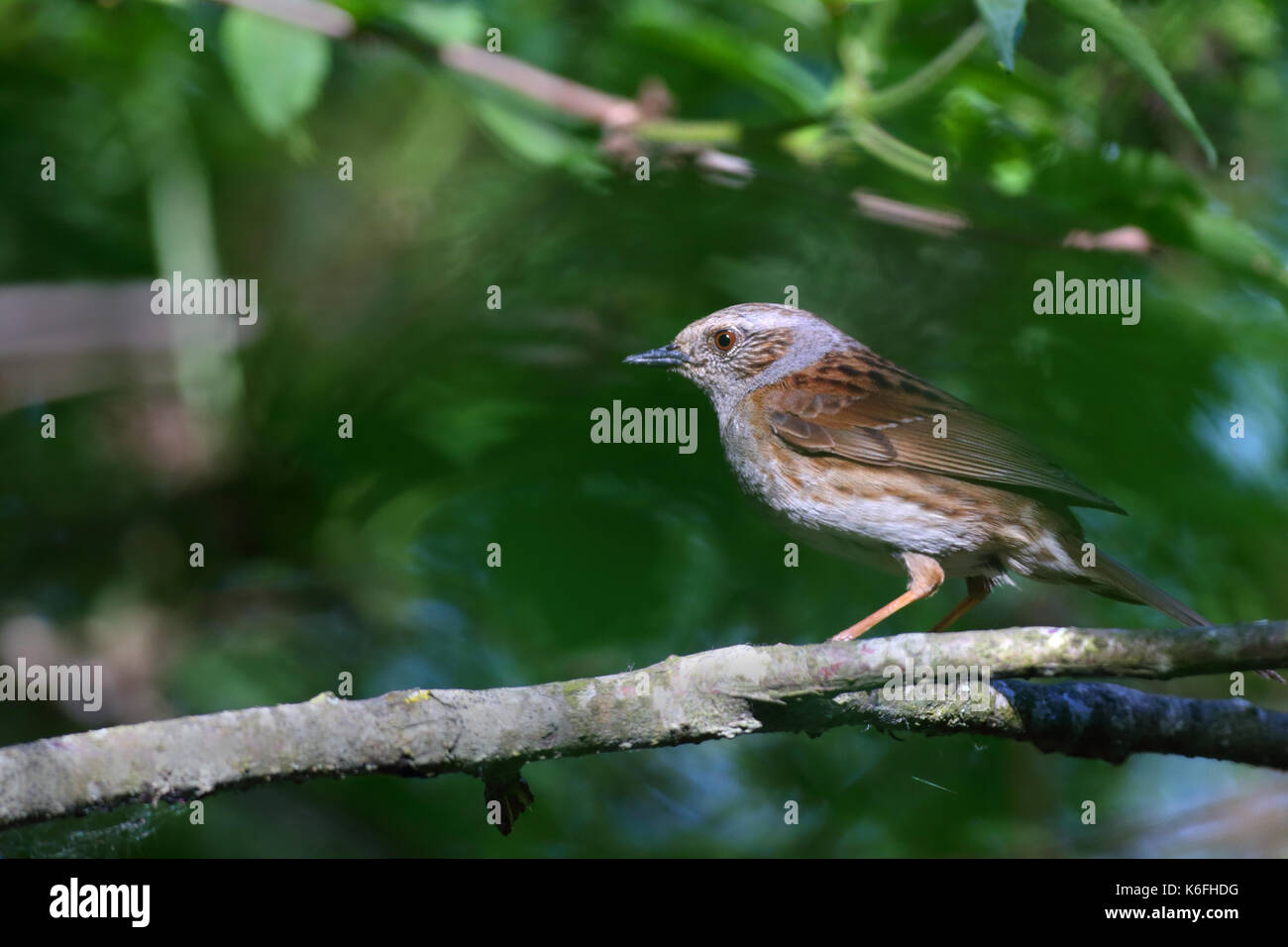 Dunnock, Prunella modularis (Prunelidae), adult male perched on branch. Europe Stock Photo