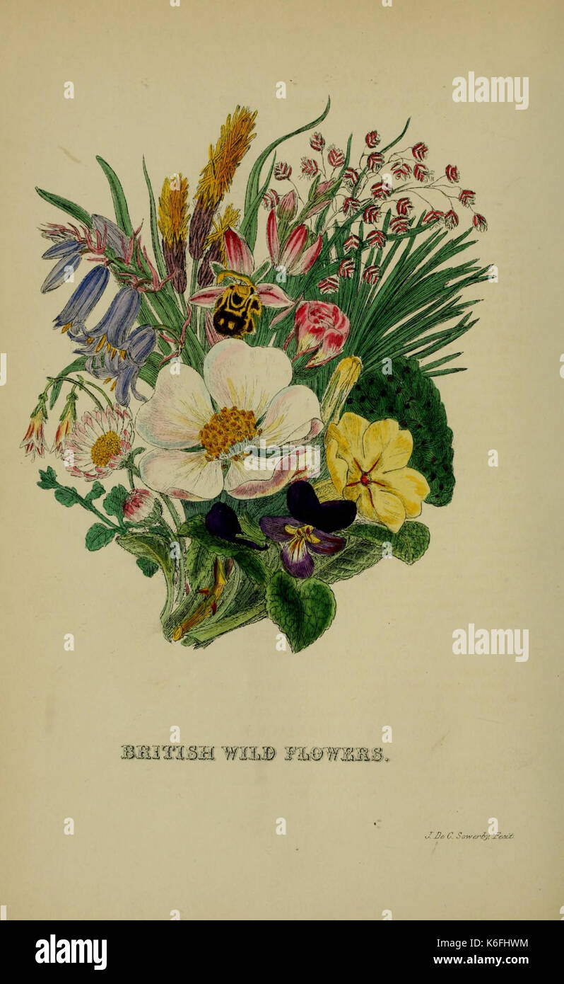 British wild flowers illustration hi-res stock photography and images ...
