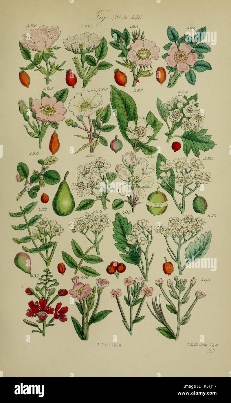 Wild flowers uk illustration hi-res stock photography and images - Alamy