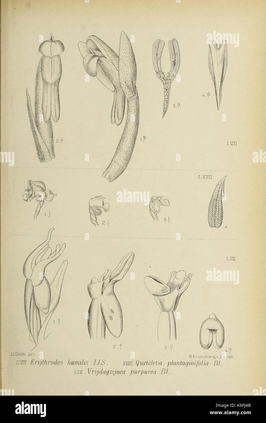 Java orchids hi-res stock photography and images - Alamy