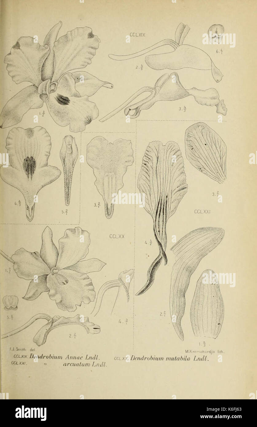 Die Orchideen von Java fig. 269 271 (1910 Stock Photo - Alamy