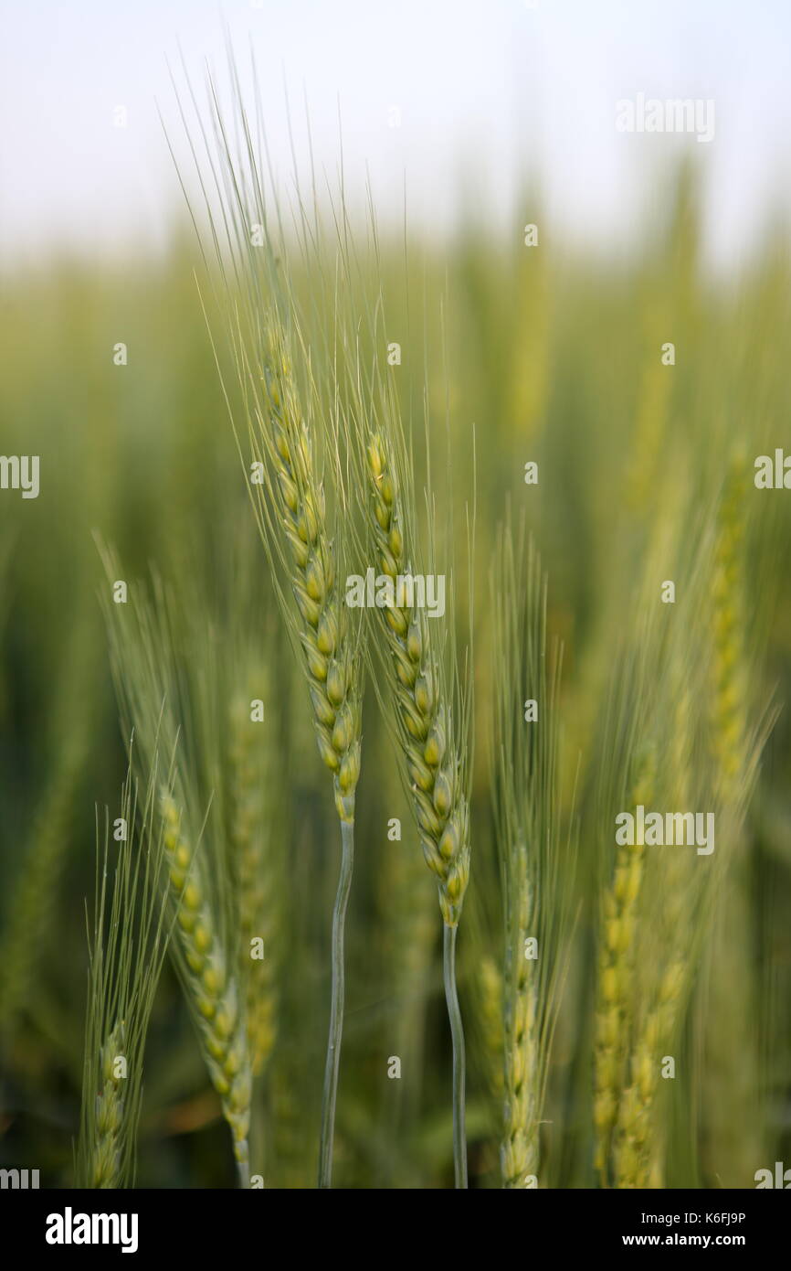 Wheat Crop in Pakistan Stock Photo