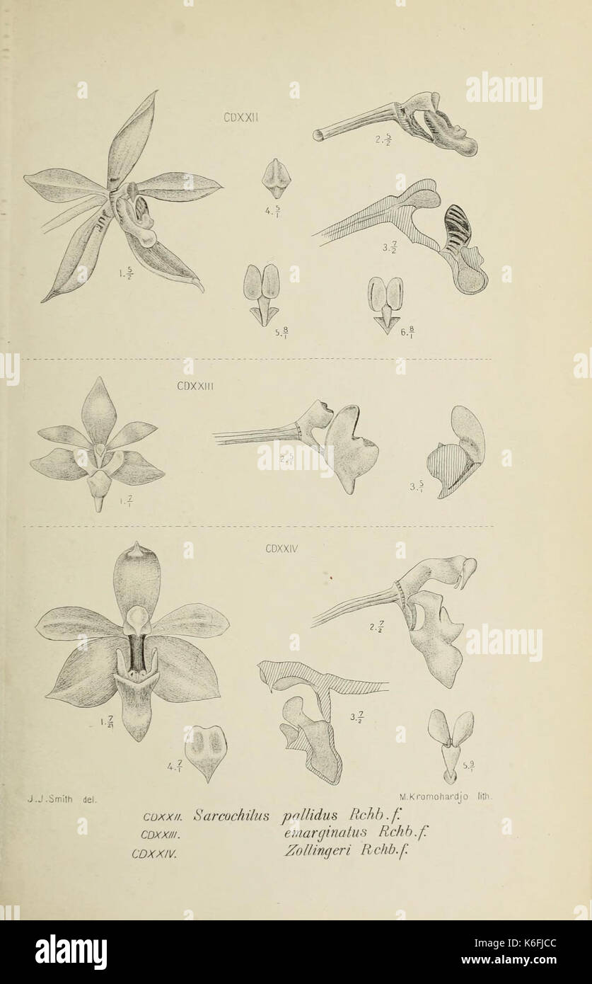 Die Orchideen von Java fig. 422 424 (1912 Stock Photo - Alamy