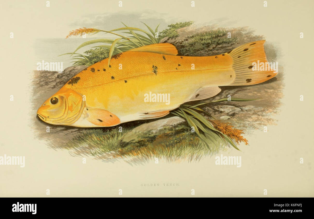 British fresh water fishes (Plate  Golden tench) (8550935105) Stock Photo
