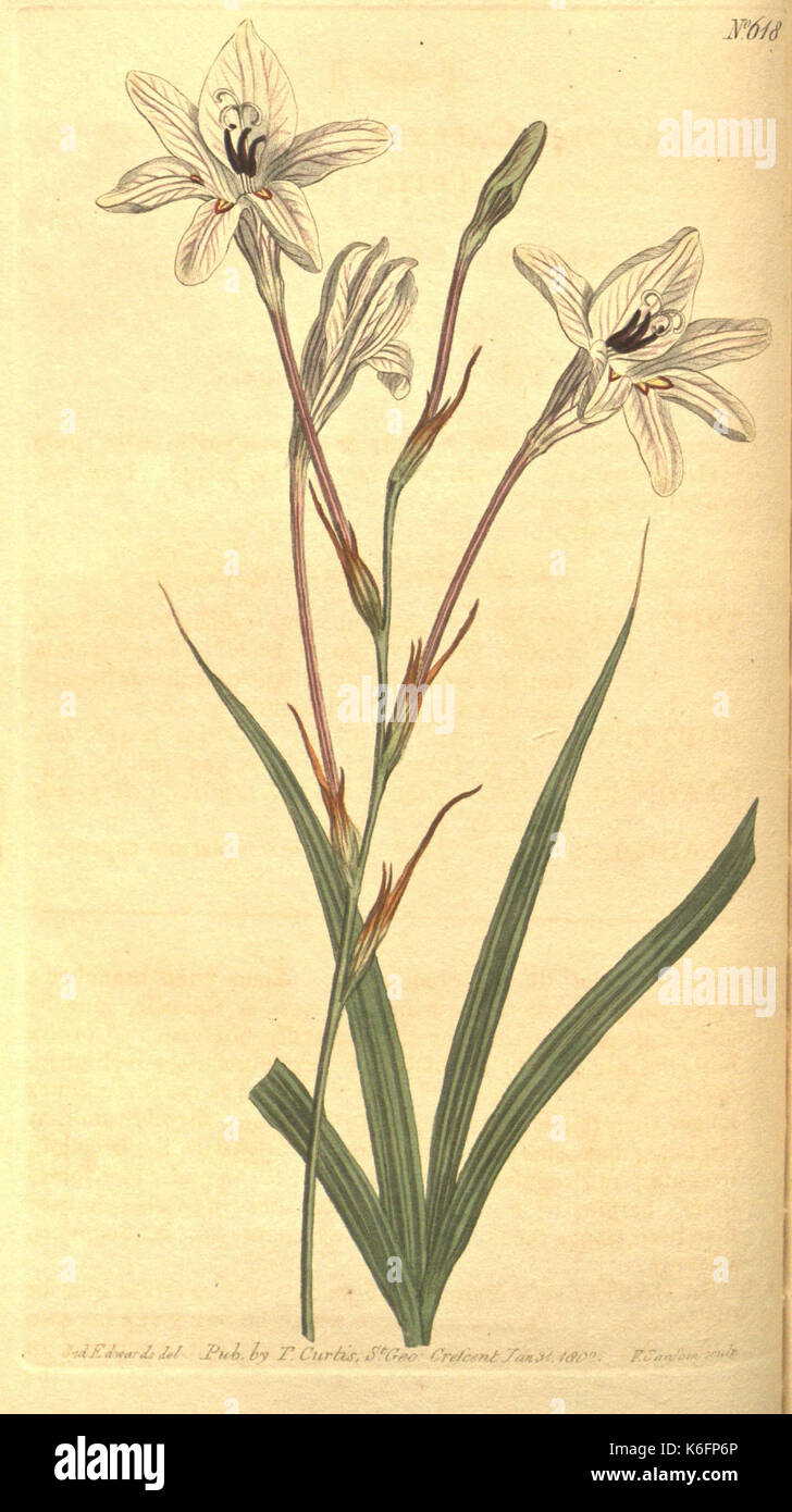 19th century botanical study hi-res stock photography and images - Alamy