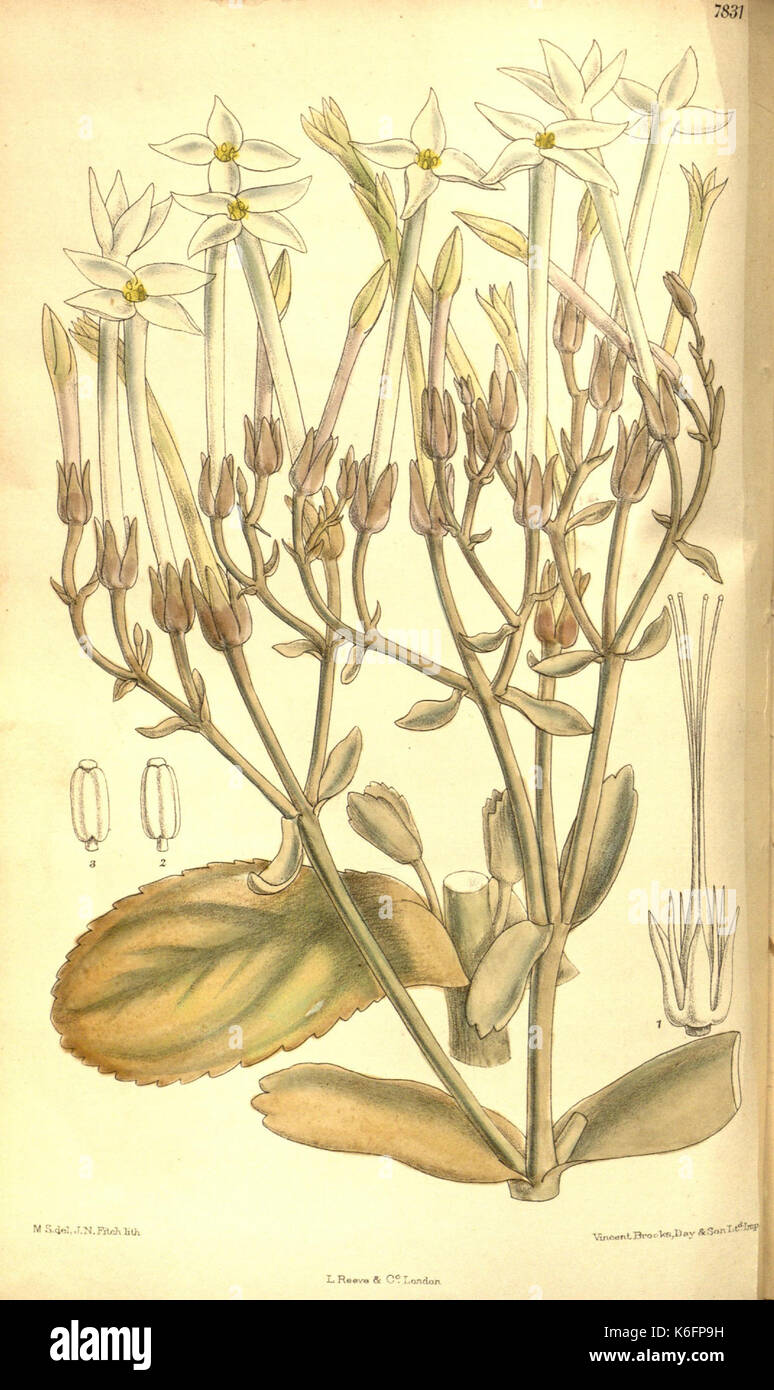 Botanical descriptions hi-res stock photography and images - Alamy