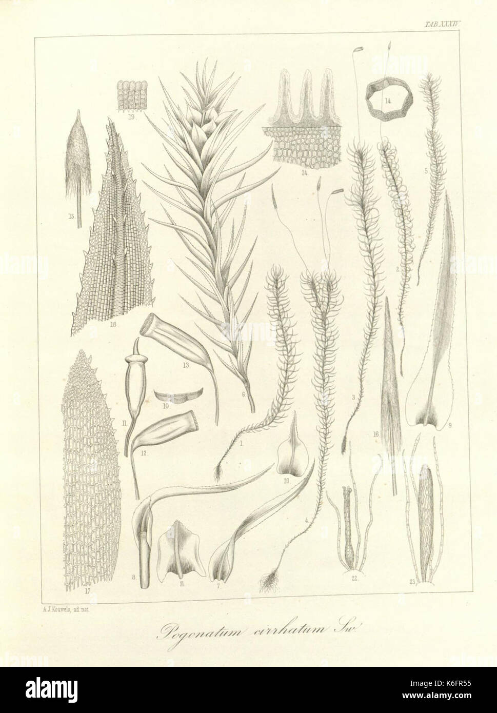 Southeast asian plant taxonomy history hi-res stock photography and ...