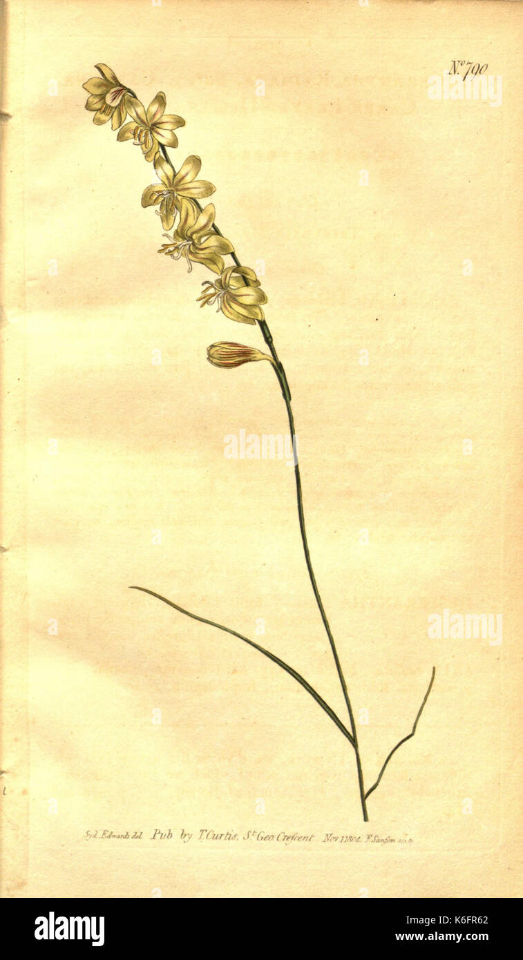 Curtis's botanical magazine (No. 790) (8470974200) Stock Photo