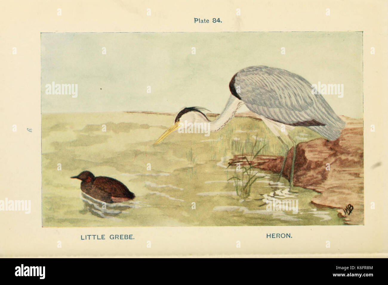 British birds and their eggs (Plate 84) (8452415349) Stock Photo