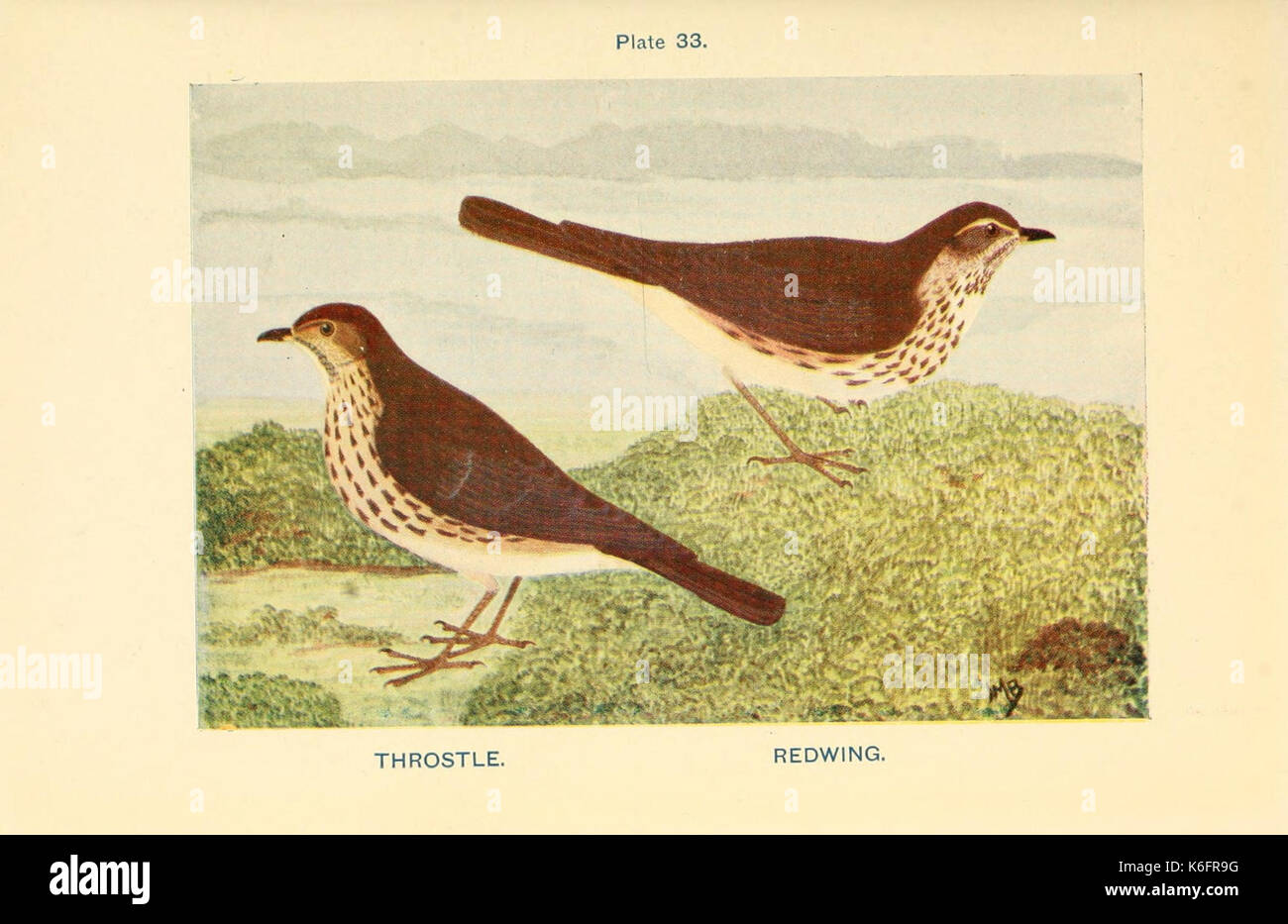 British birds and their eggs (Plate 33) (8452395845) Stock Photo