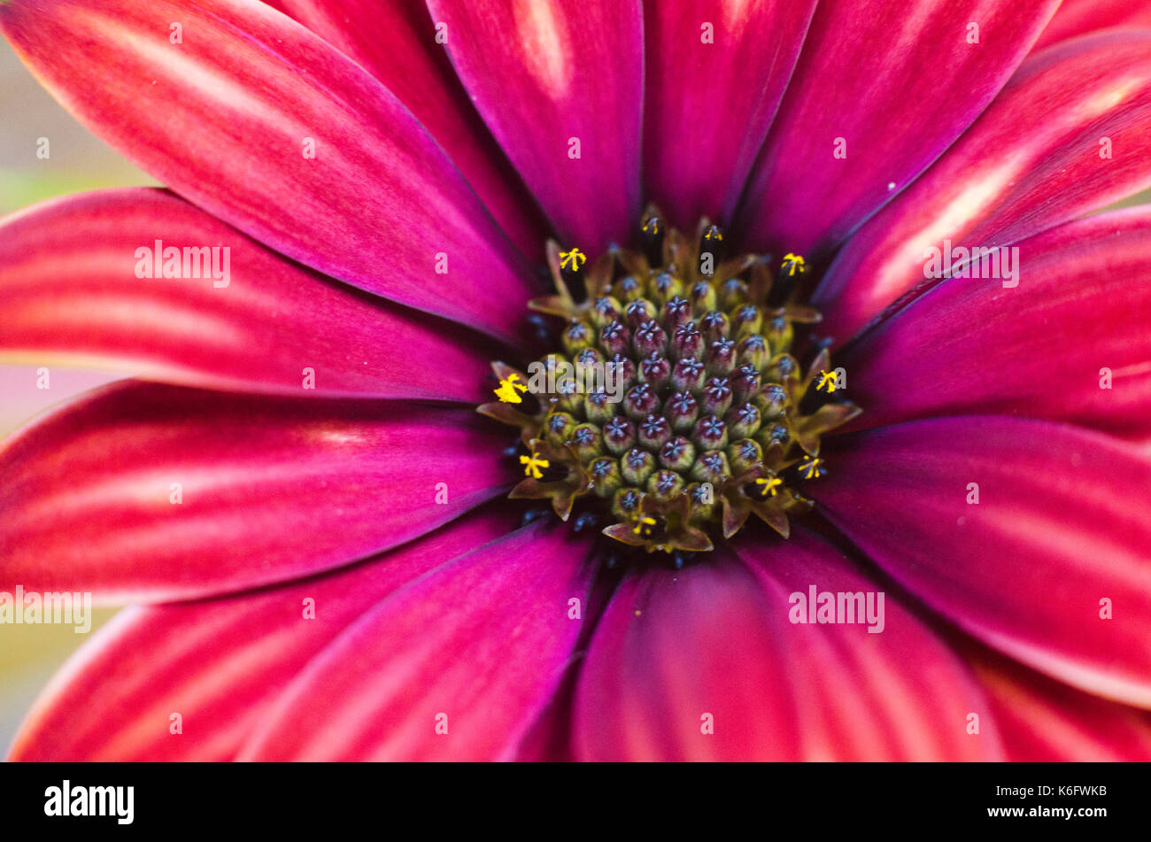 Macro photo of the inside of the flower Stock Photo