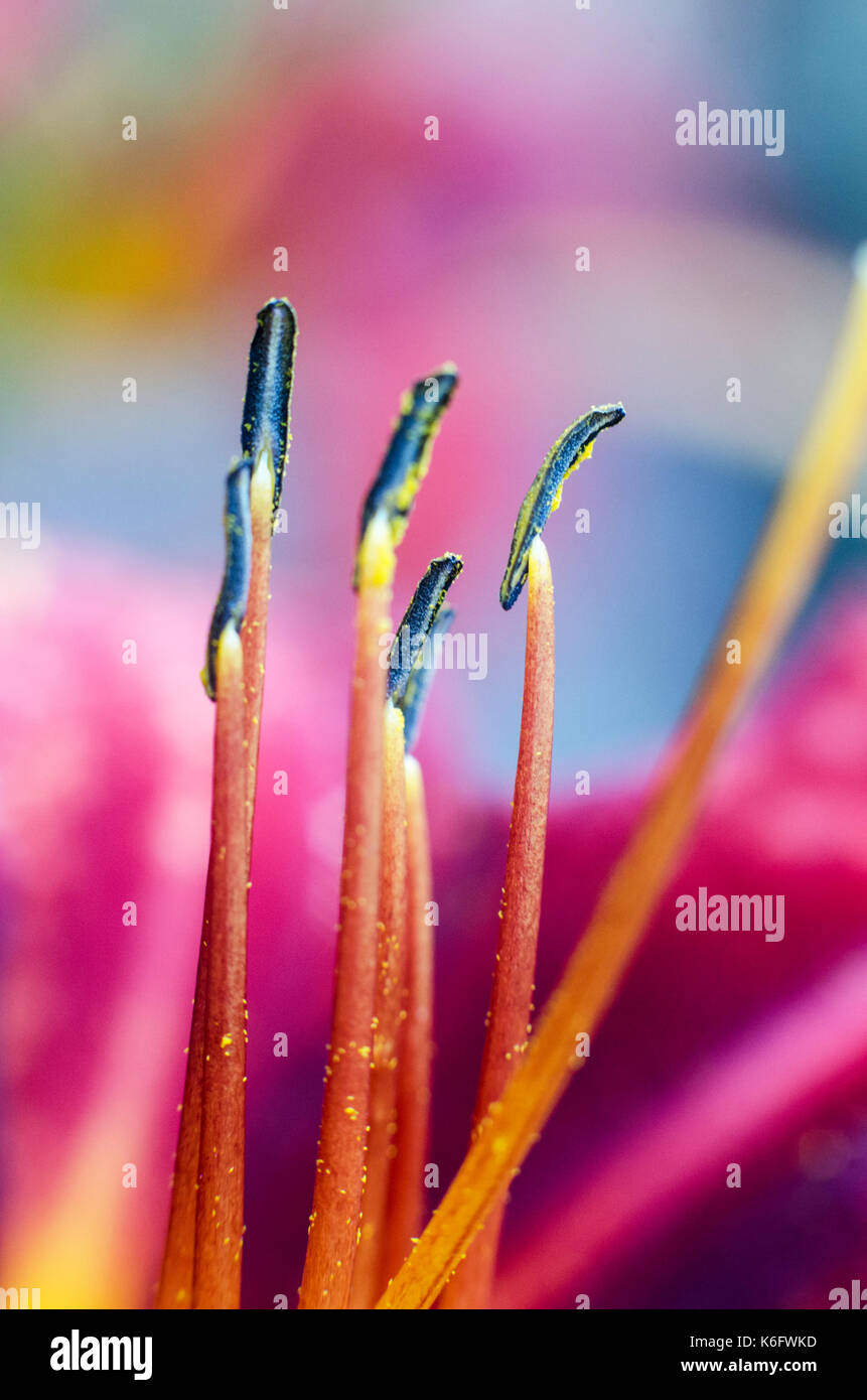 Macro photo of the inside of the flower Stock Photo
