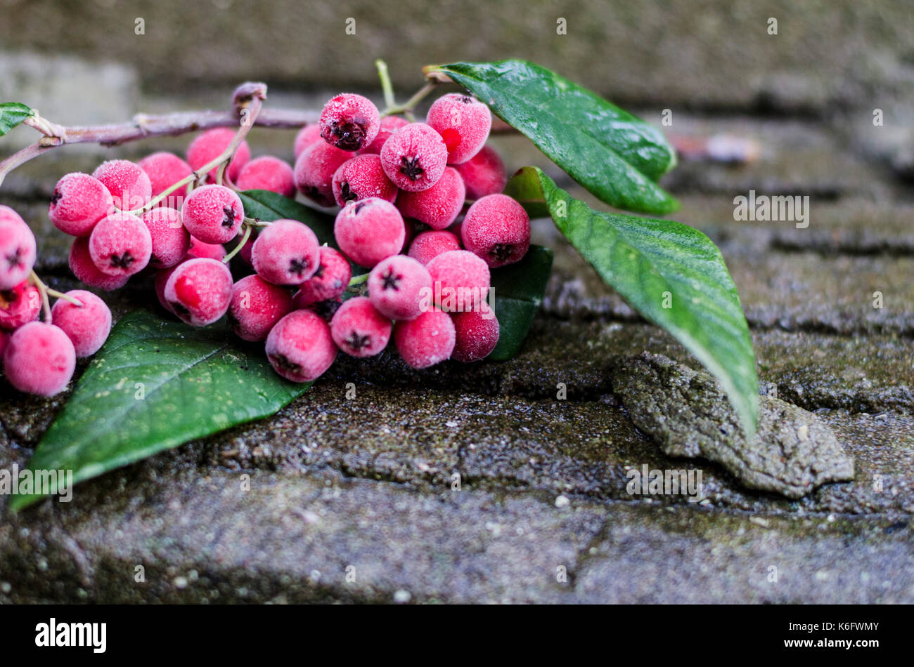 Frozen winter rowan berries Stock Photo