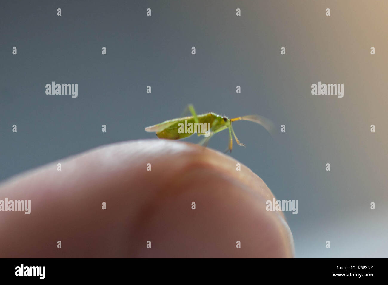 The mosquito is sitting on the finger's joint of the human and getting ready to suck blood. Stock Photo