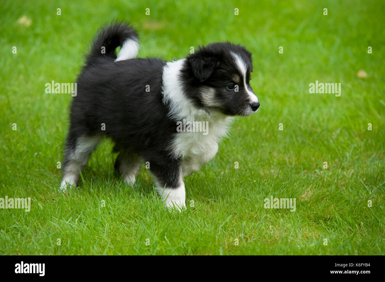 Border Collie Dog, Puppy, in garden UK, playing, black \u0026 white, 10 weeks  old Stock Photo - Alamy, image size:1300x955
