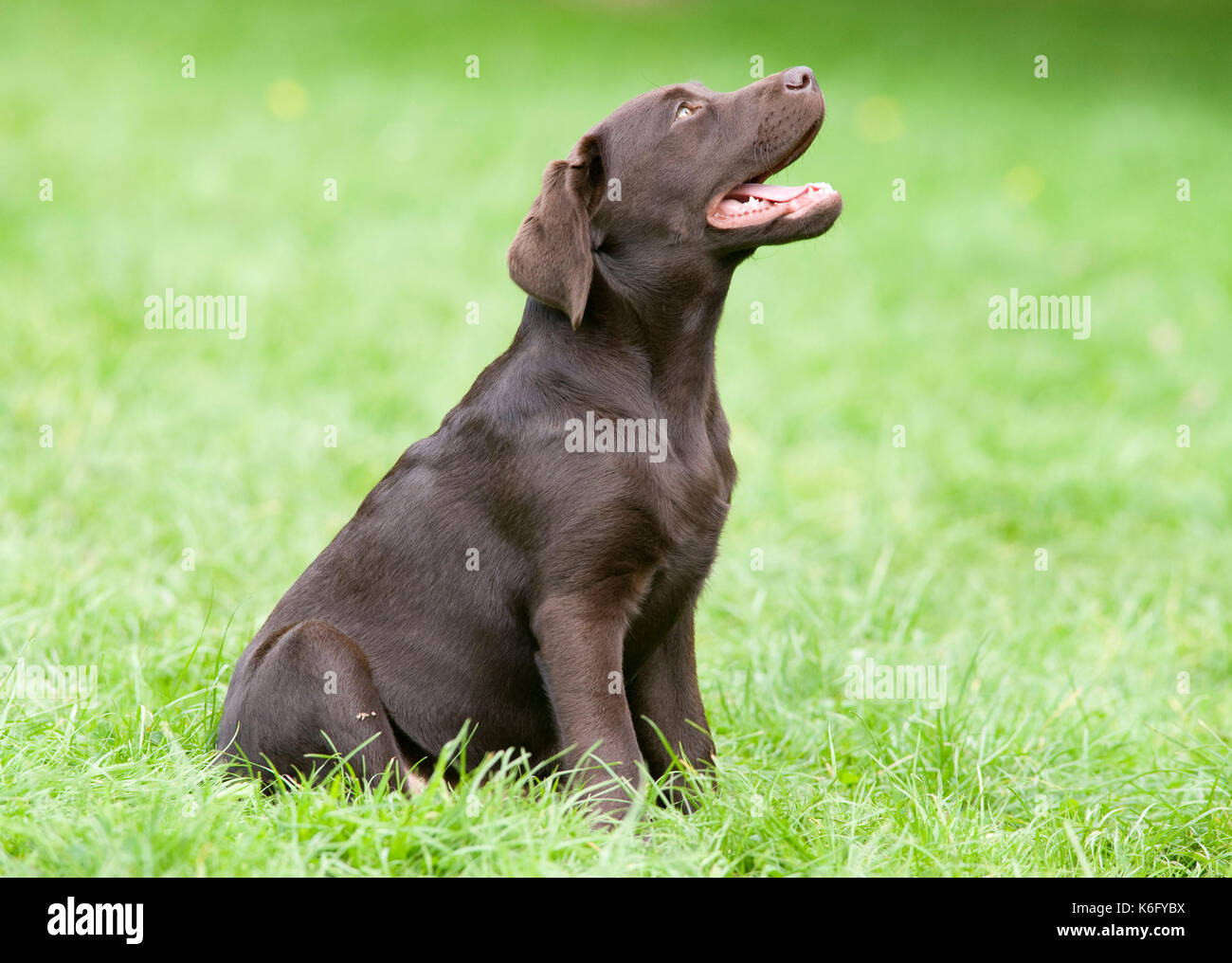 Labrador Puppies Uk High Resolution Stock Photography and Images - Alamy