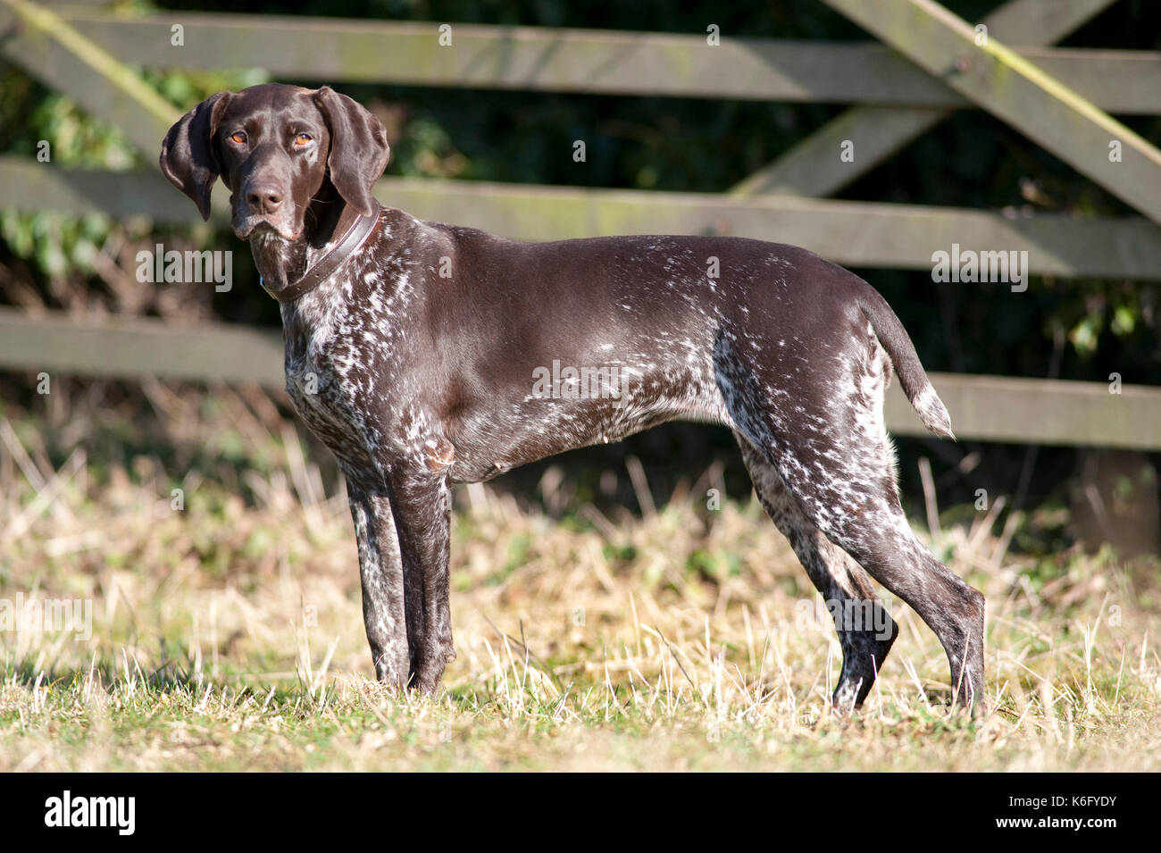 German Short Haired Pointer Dog, UK, standing in field, alert, looking Stock Photo