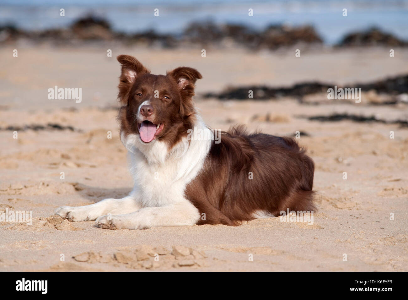 Border Collie Dog, on Beach, UK, red and white, alert, panting, looking, sitting Stock Photo